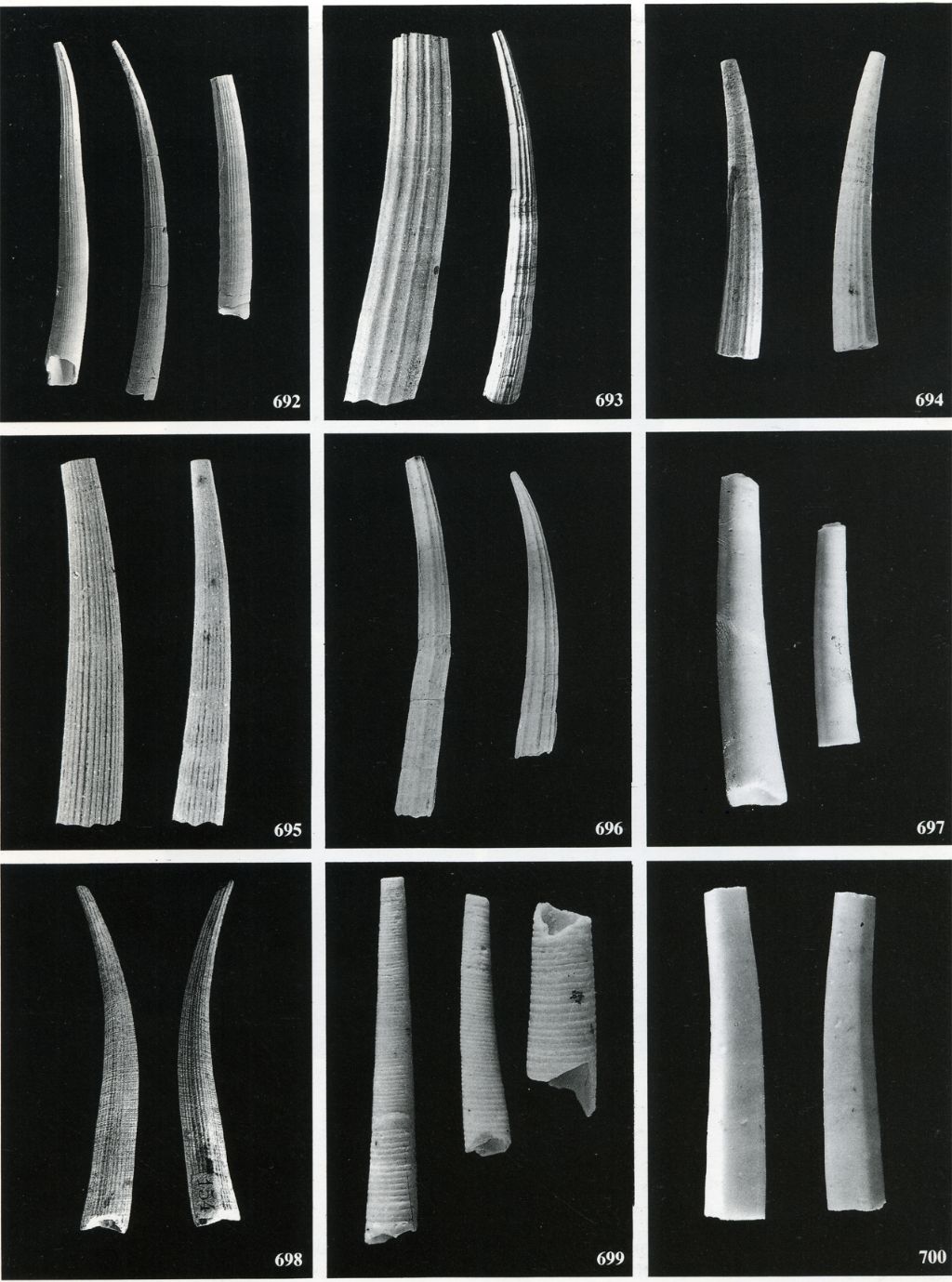 Fossili pliocenici da determinare